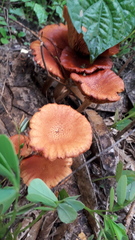 Gymnopilus subpurpuratus