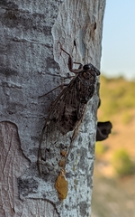 Cicada barbara