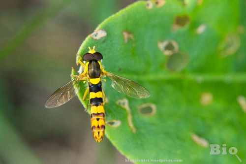 Sphaerophoria nuotrauka