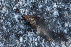 Platystoma
