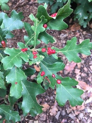 Xanthoteras eburneum