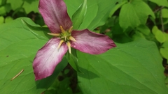 Trillium ovatum ovatum