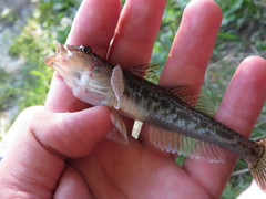 Neogobius fluviatilis