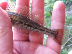 Neogobius fluviatilis