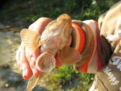 Neogobius fluviatilis