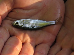 Alburnoides bipunctatus