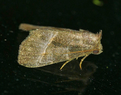Ogdoconta altura