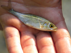 Alburnoides bipunctatus