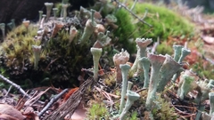 Cladonia asahinae