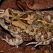 Garman's Toad - Photo no rights reserved, uploaded by Marius Burger