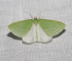 Synchlora faseolaria