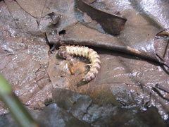 Semionellus placidus