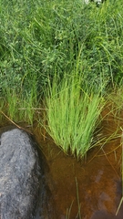 Carex lenticularis