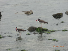 Haematopus palliatus