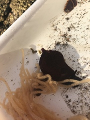 Aplysiidae