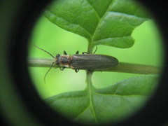 Denticollis denticornis