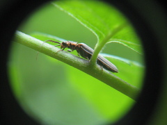 Denticollis denticornis