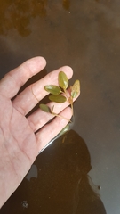 Potamogeton spirillus