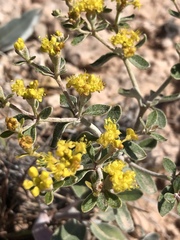 Eriogonum correllii