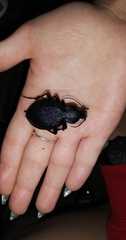 Carabus scabrosus