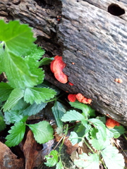 Crepidotus cinnabarinus