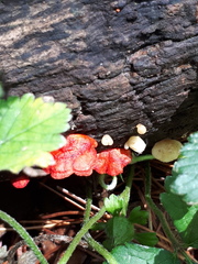 Crepidotus cinnabarinus