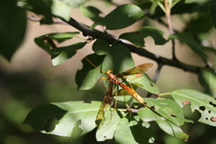 Megarhyssa macrurus icterosticta