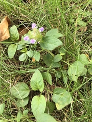 Prunella vulgaris vulgaris