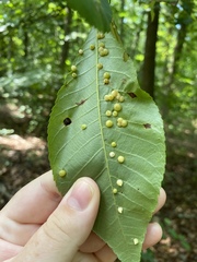 Caryomyia conoidea