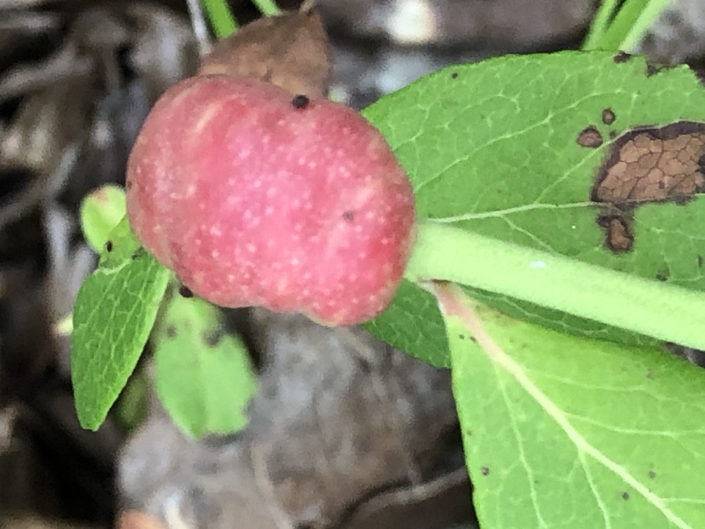 Blueberry Stem Gall Wasp