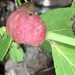 Blueberry Stem Gall Wasp - Photo no rights reserved