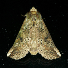 Elasmia packardii