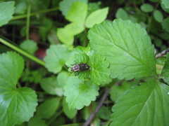 Atalantycha dentigera