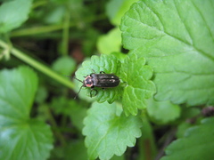 Atalantycha dentigera