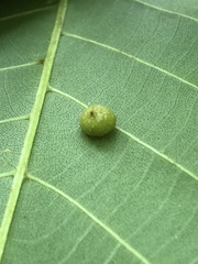 Caryomyia tuberculata