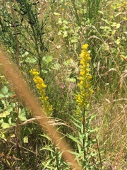 Solidago lepida salebrosa