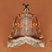 Trumpet Vine Moth - Photo (c) Monica Krancevic, some rights reserved (CC BY-NC), uploaded by Monica Krancevic