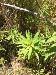 Solidago lepida salebrosa