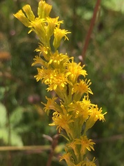 Solidago lepida salebrosa