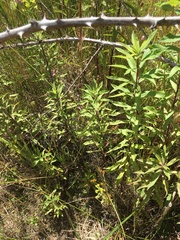 Solidago lepida salebrosa