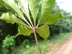 Rhodognaphalon brevicuspe