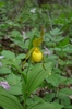 Large Yellow Lady's-Slipper - Photo (c) Evan M. Raskin, some rights reserved (CC BY), uploaded by Evan M. Raskin