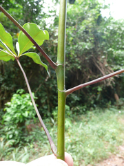 Rhodognaphalon brevicuspe