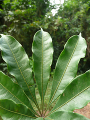 Rhodognaphalon brevicuspe