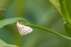 Elophila icciusalis