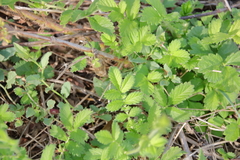 Agrimonia eupatoria eupatoria