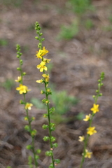 Agrimonia eupatoria eupatoria