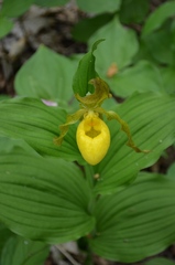 Cypripedium parviflorum pubescens