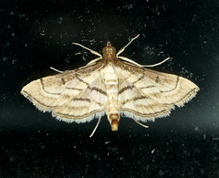 Marasmia trapezalis