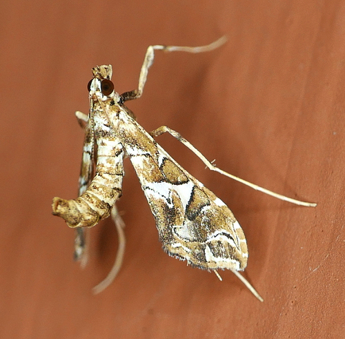 Lineodes vulnifica Dyar, 1913